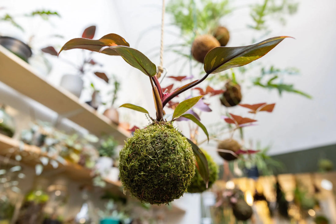 Discovering the Magic of Kokedama: Where Nature Meets Art