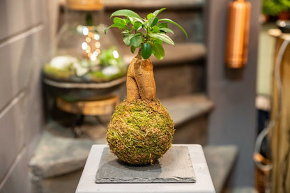 KOKEDAMA Moss Ball Making Workshop | Private