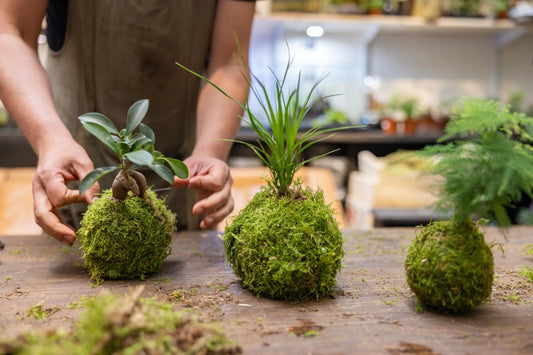 Atelier de fabrication de boules de mousse KOKEDAMA 